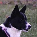 Dixie Rose was adopted in December, 2015